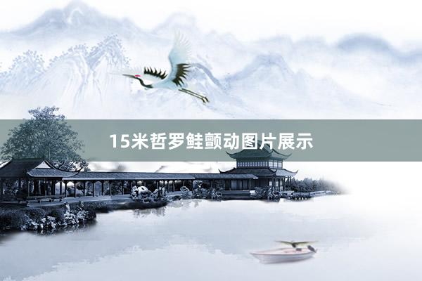 15米哲罗鲑颤动图片展示